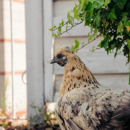 Living Am Carlsplatz Appartement Düsseldorf
